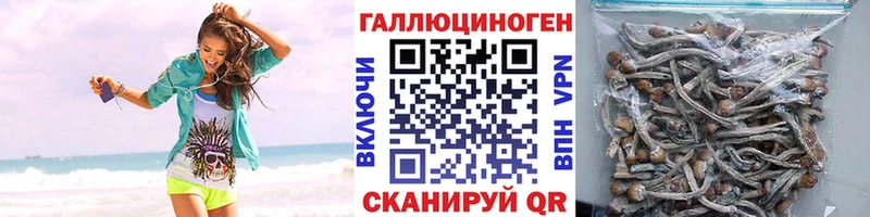 Галлюциногенные грибы Psilocybine cubensis Кашира